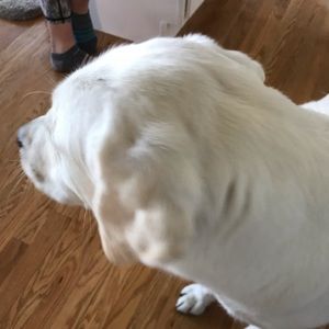 Meet your Posher, Lucy